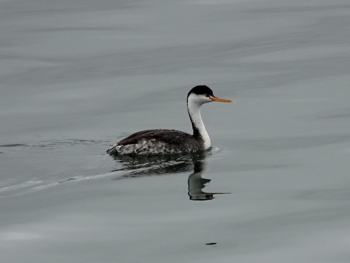 Clark's Grebe - Norman Uyeda