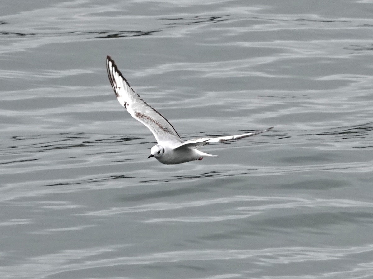 Bonaparte's Gull - Norman Uyeda