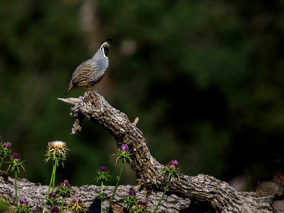 California Quail - Tony Doty