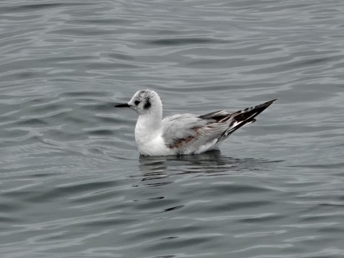 Bonaparte's Gull - Norman Uyeda