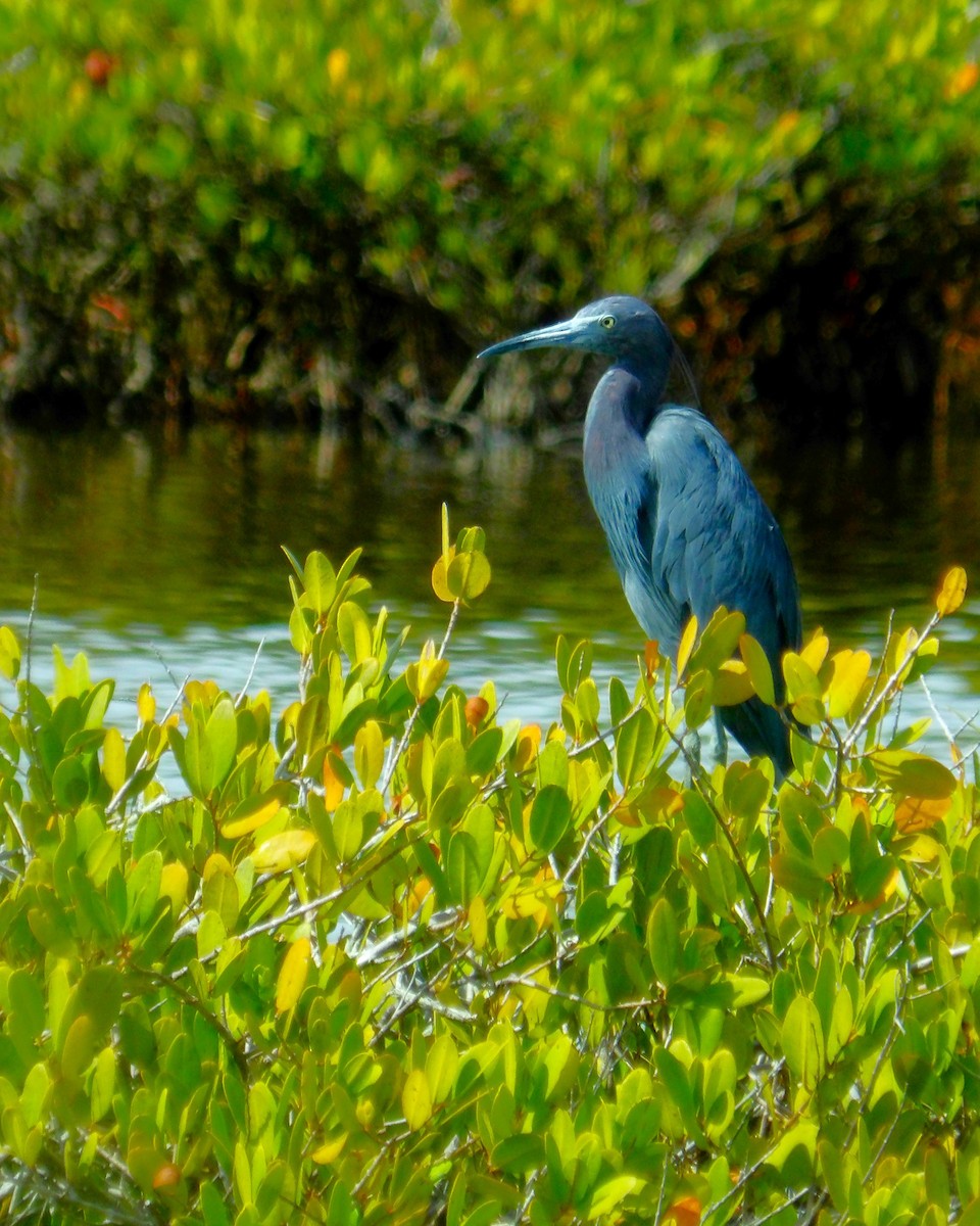 Little Blue Heron - ami horowitz