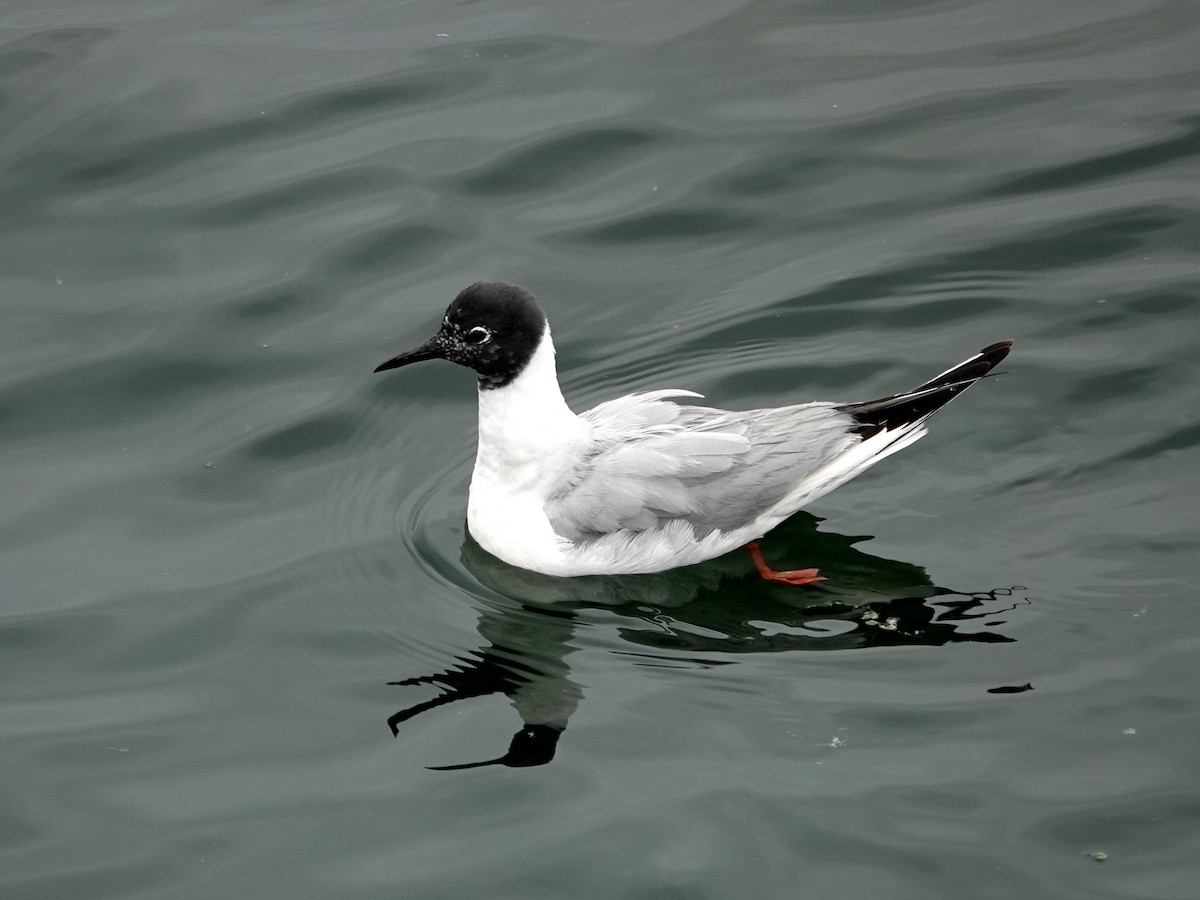 Bonaparte's Gull - Norman Uyeda