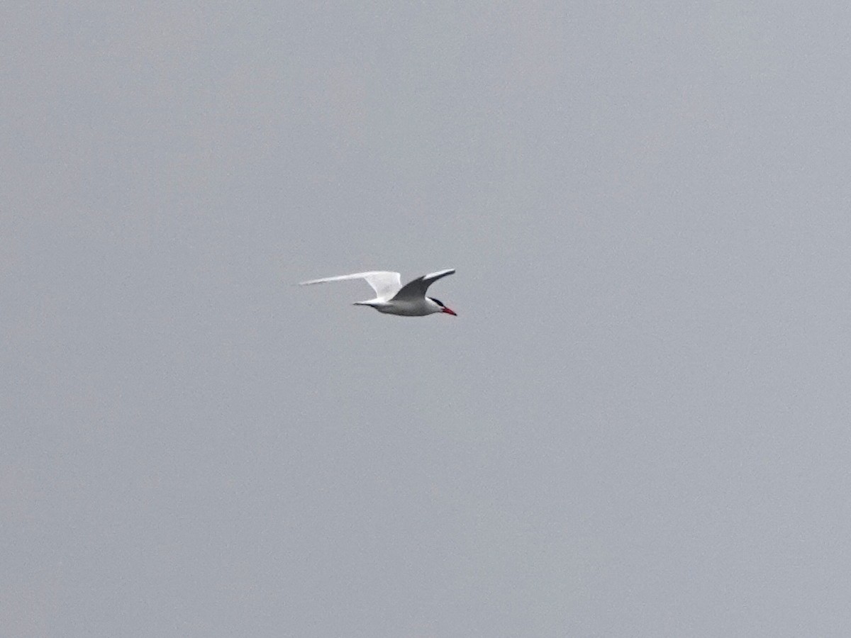 Caspian Tern - Norman Uyeda