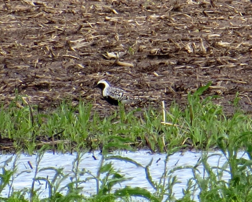 Black-bellied Plover - Pam Campbell