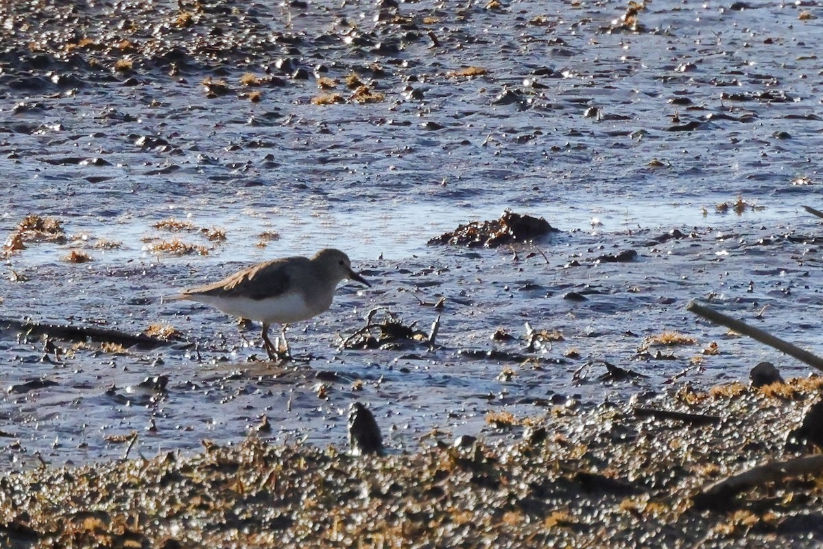 Temminck's Stint - Yaroslav Nikitin