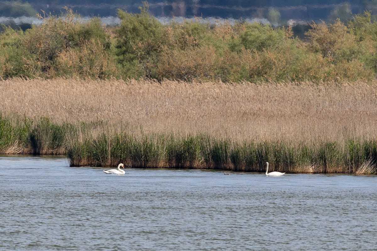 Mute Swan - Nikos Mavris