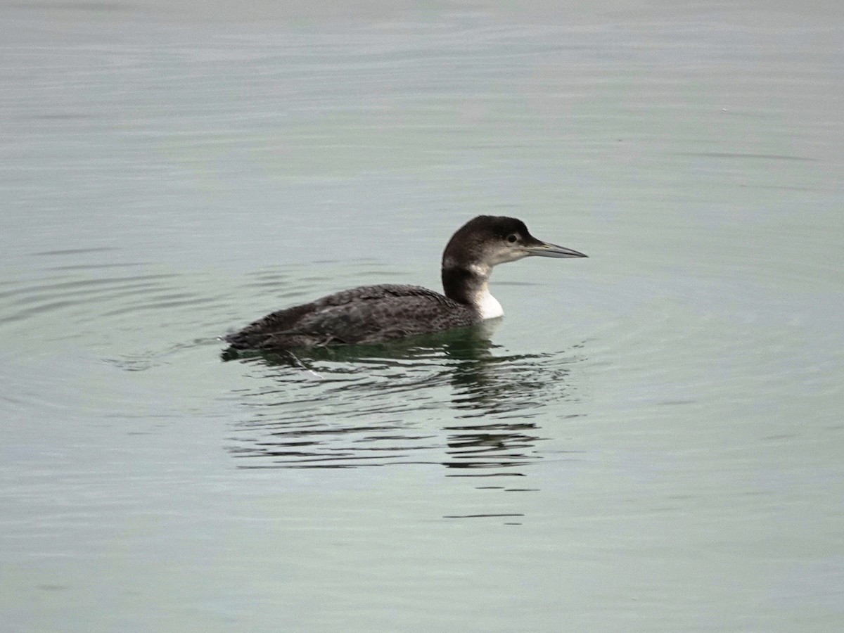 Common Loon - Norman Uyeda