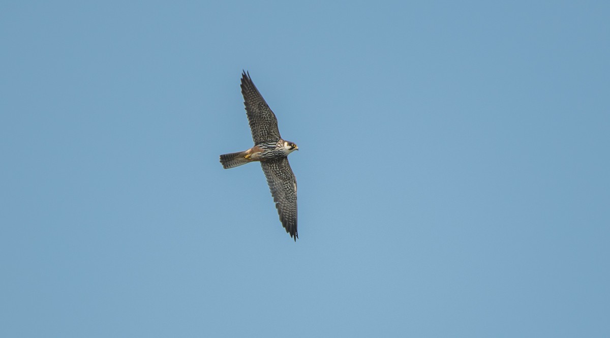 Eurasian Hobby - Theo de Clermont