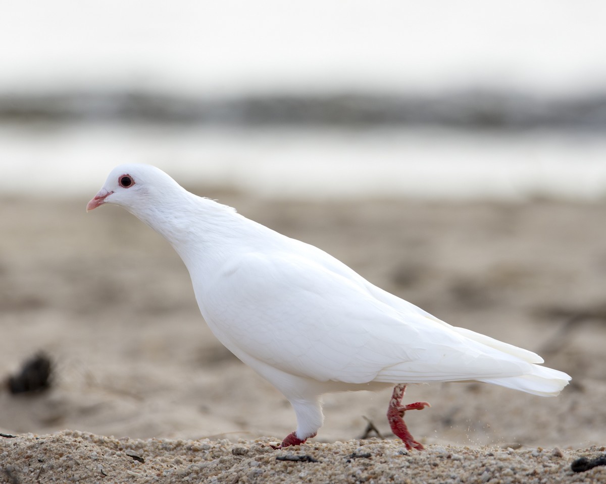 Rock Pigeon (Feral Pigeon) - Caio Osoegawa