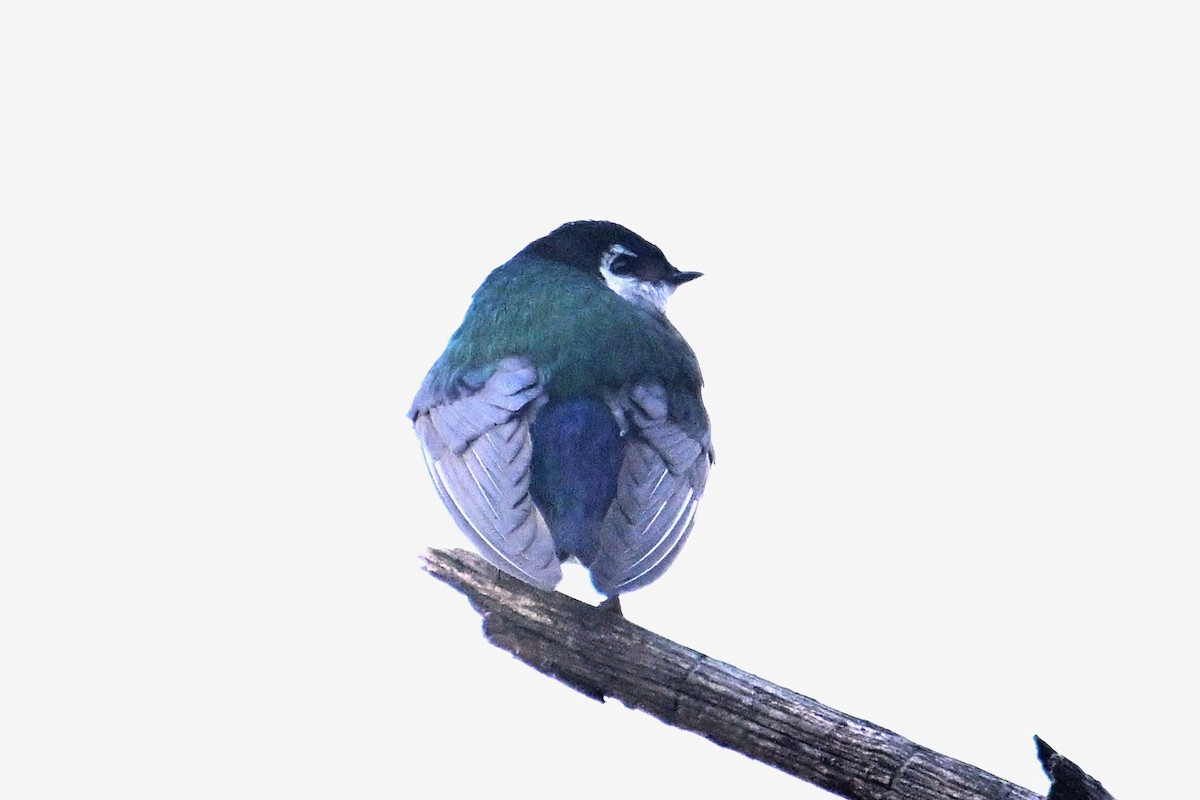 Violet-green Swallow - John Dumlao