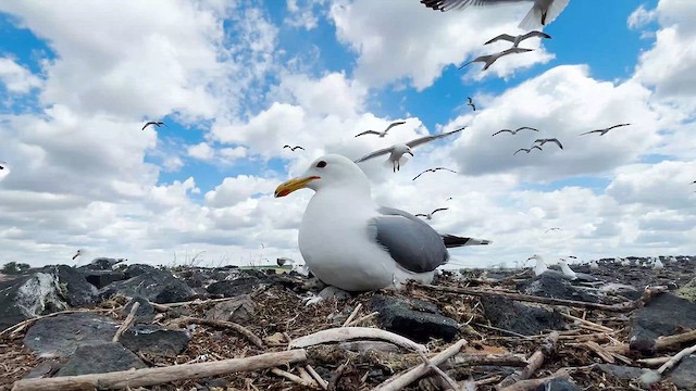 Gaviota Californiana - ML619449968