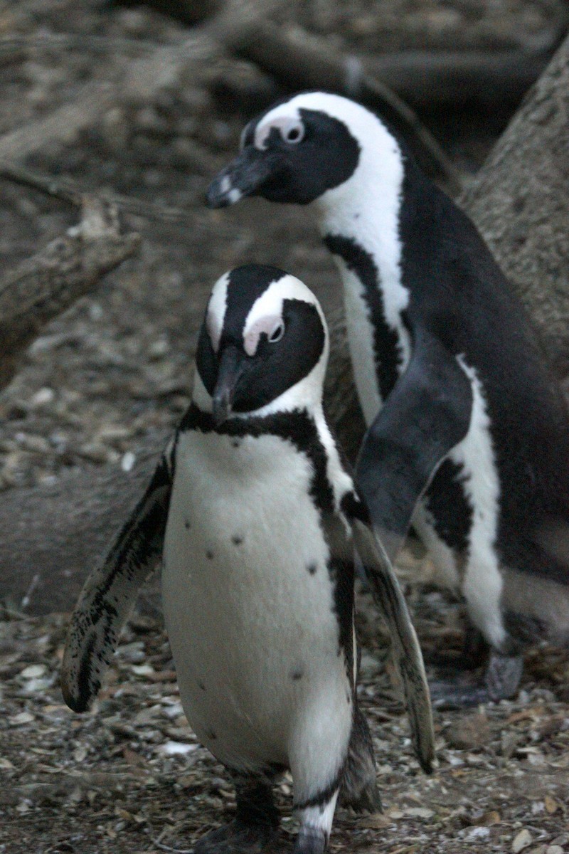 African Penguin - Mike Pennington