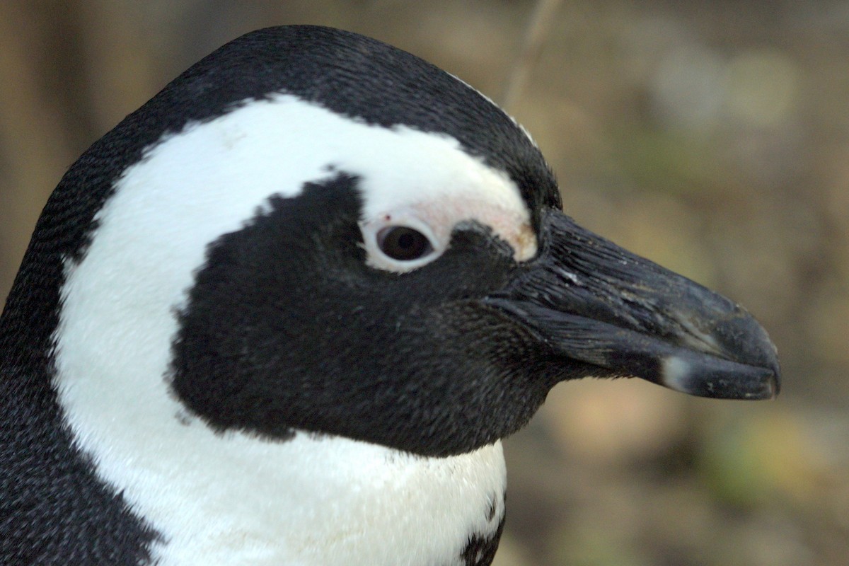 African Penguin - Mike Pennington