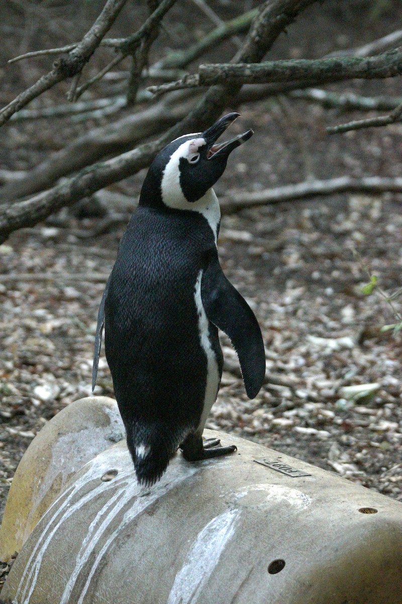 African Penguin - Mike Pennington