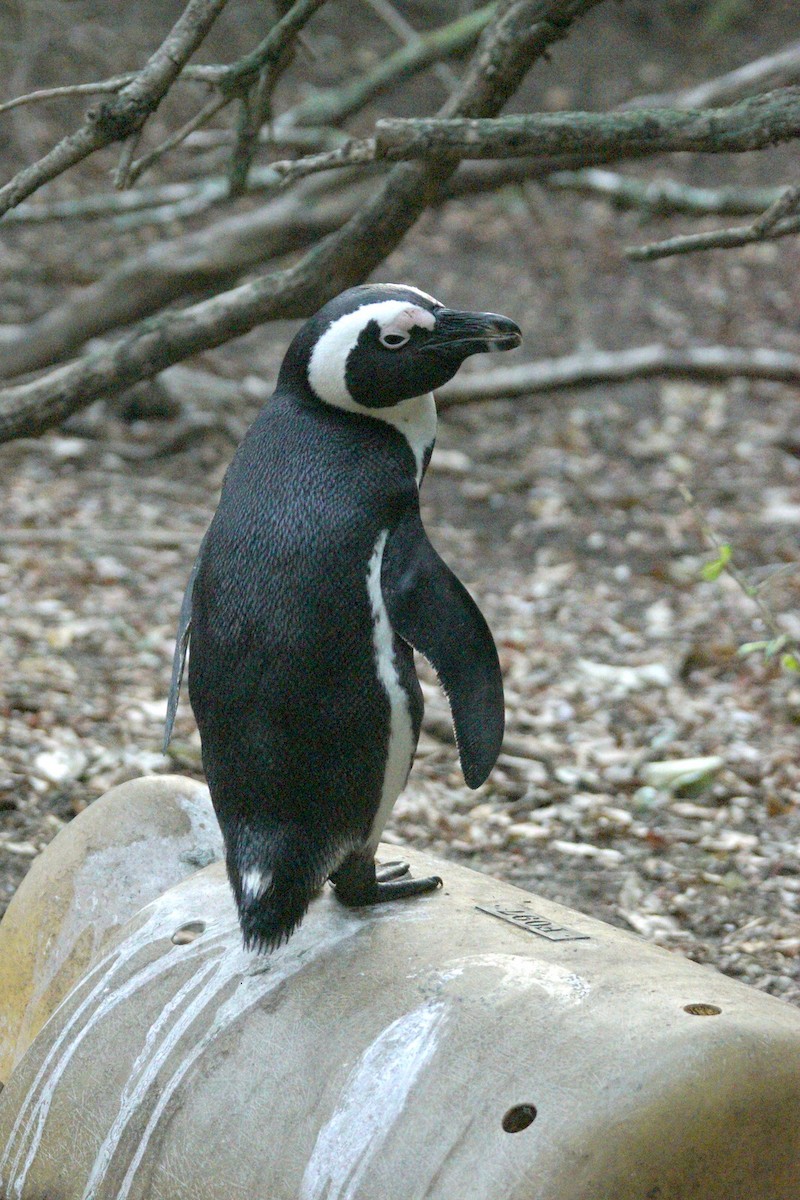 African Penguin - Mike Pennington