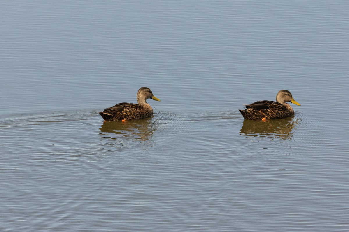 Mottled Duck - Anne Heyerly