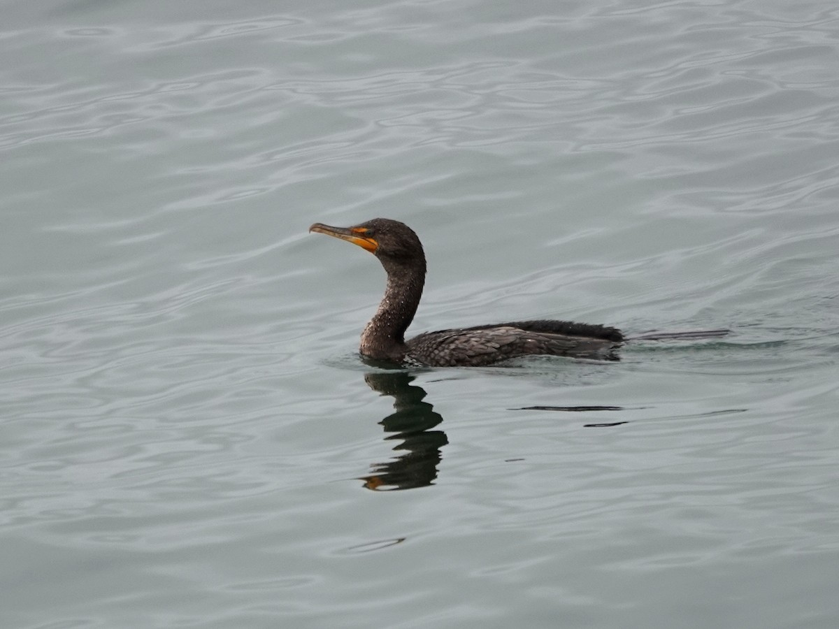 Double-crested Cormorant - Norman Uyeda