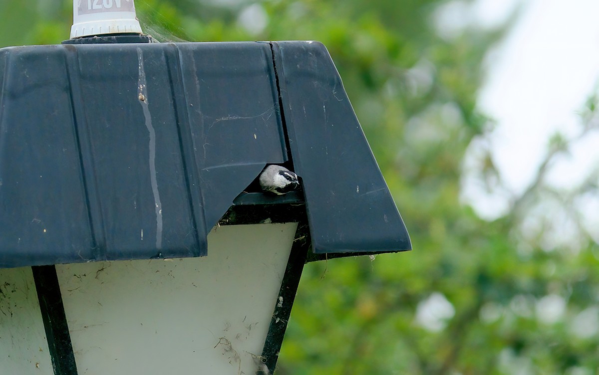 Mountain Chickadee - Jane Mygatt