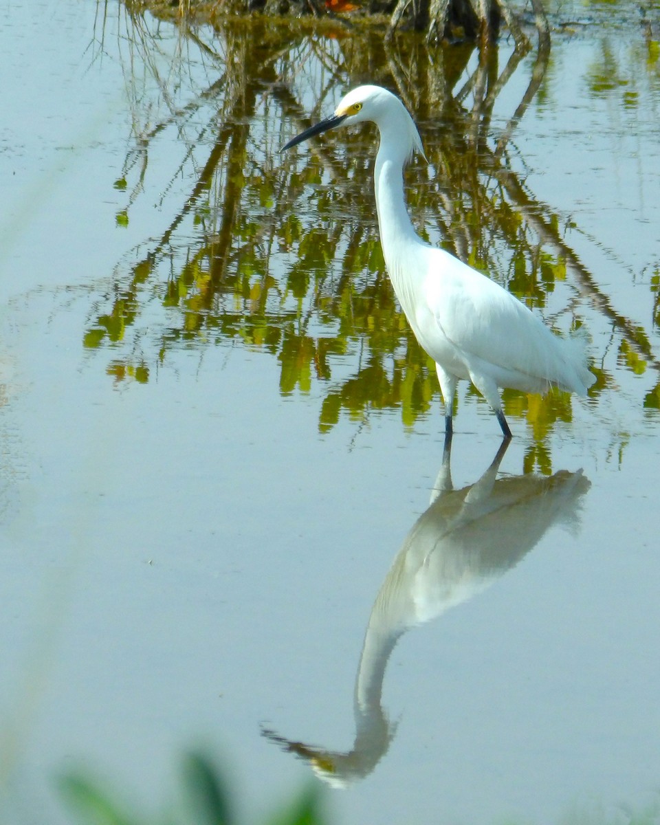 Snowy Egret - ami horowitz