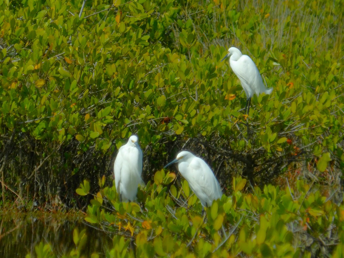 Snowy Egret - ami horowitz