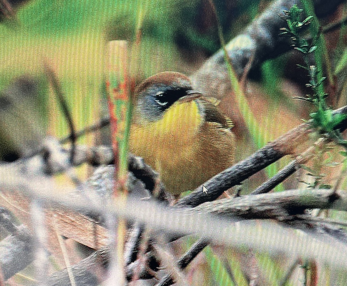 Gray-crowned Yellowthroat - Pierre Howard