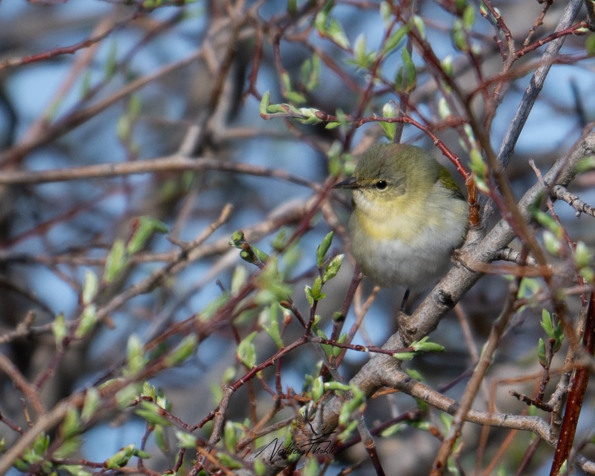 Tennessee Warbler - ML619450016