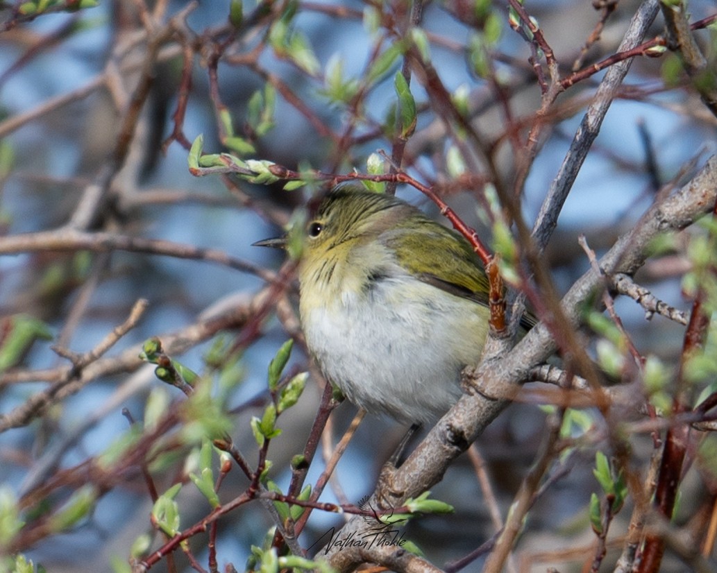 Tennessee Warbler - Nathan Thokle