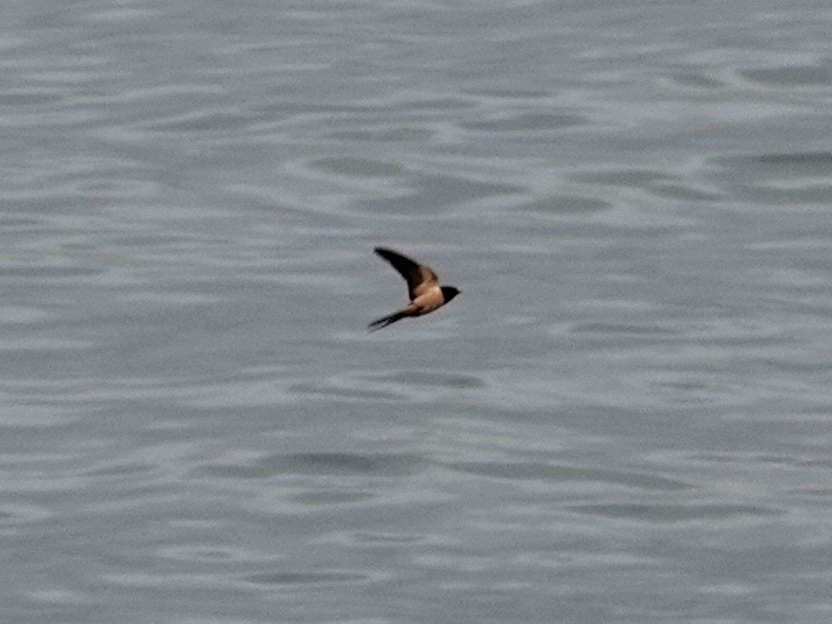 Barn Swallow - Norman Uyeda