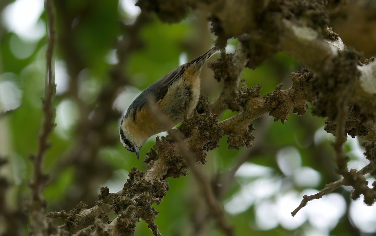 Red-breasted Nuthatch - Jane Mygatt