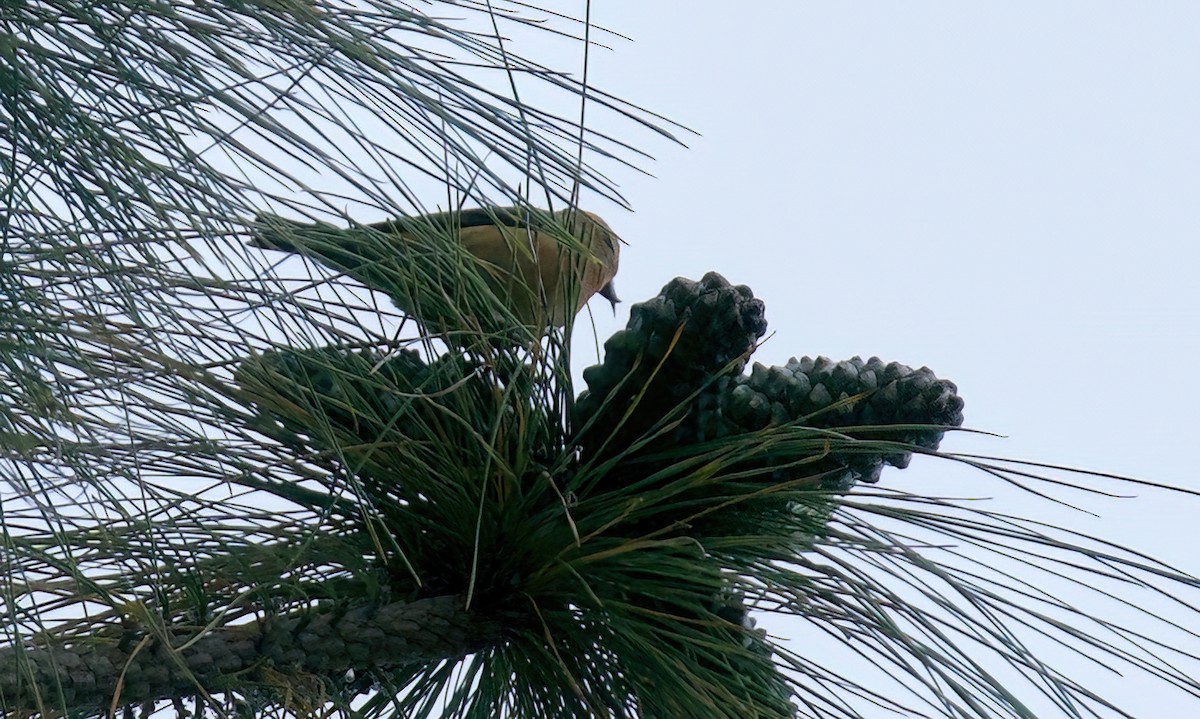 Red Crossbill - Jane Mygatt