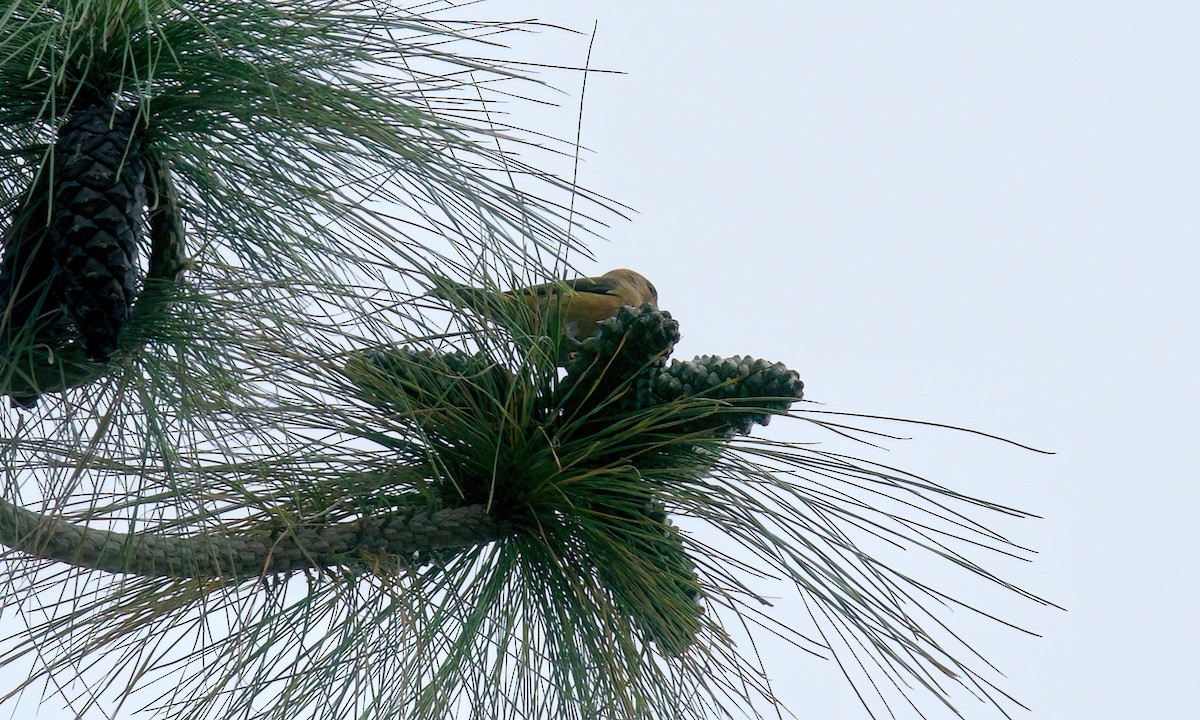 Red Crossbill - Jane Mygatt