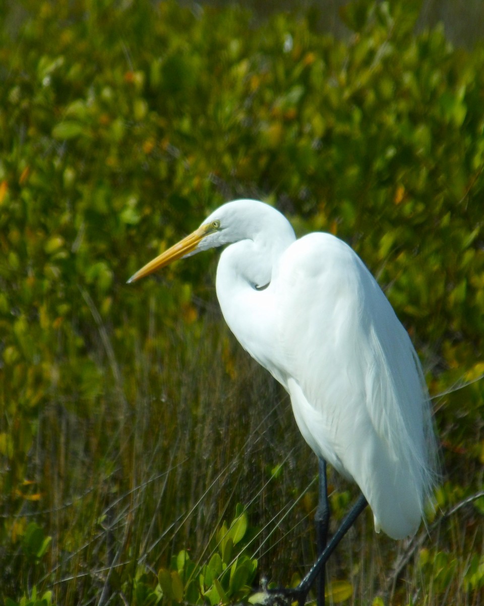 Great Egret (American) - ML619450039