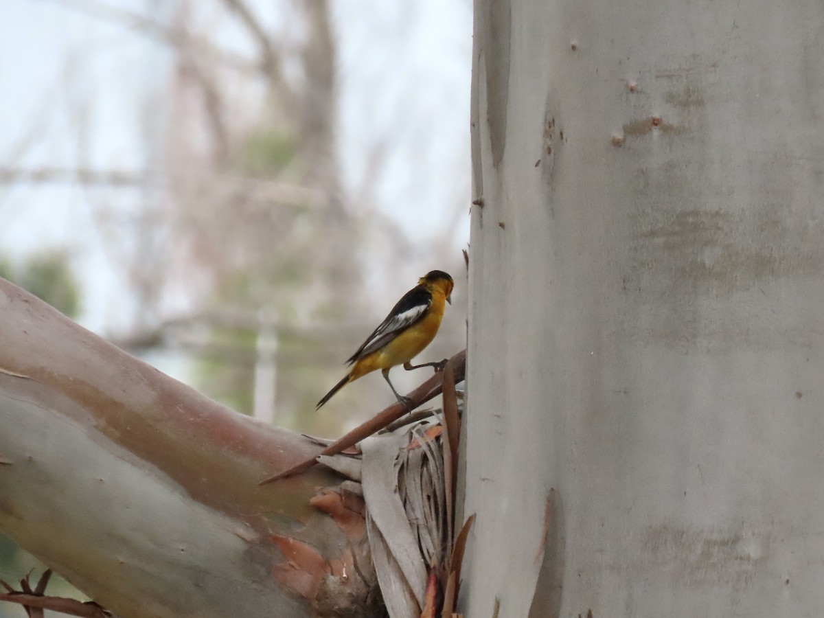 Bullock's Oriole - Anonymous