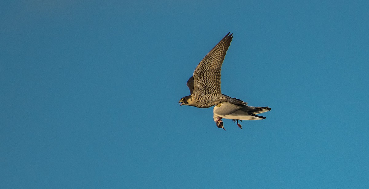 Peregrine Falcon - Theo de Clermont