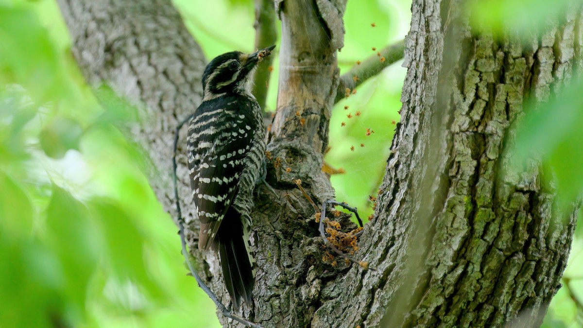 Nuttall's Woodpecker - Jane Mygatt