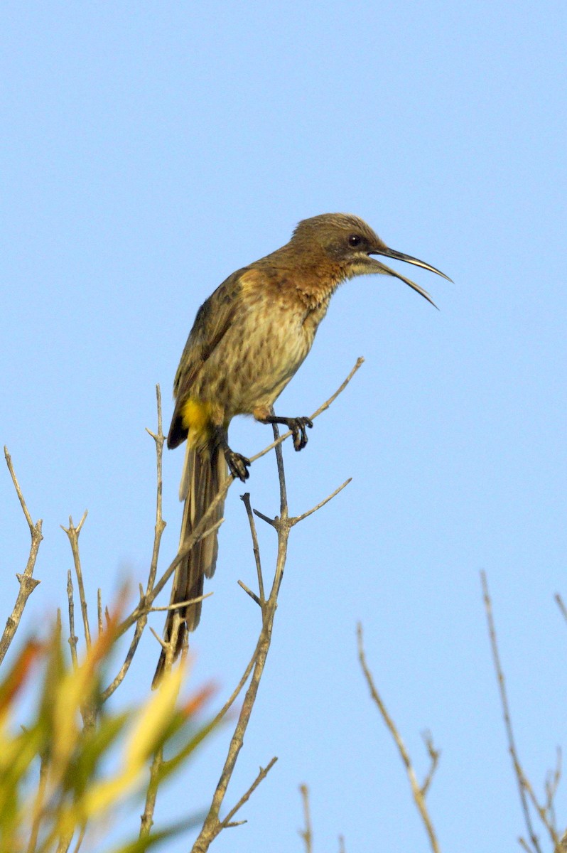 Cape Sugarbird - Mike Pennington