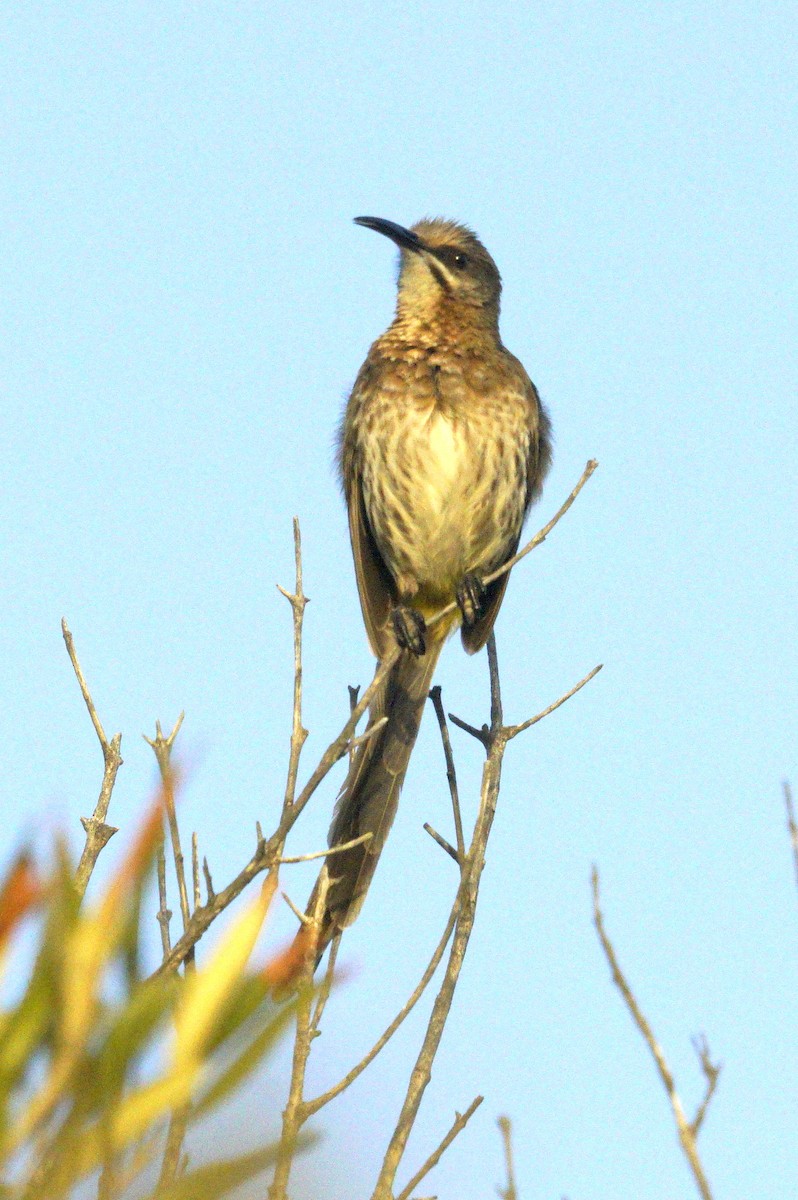 Cape Sugarbird - Mike Pennington