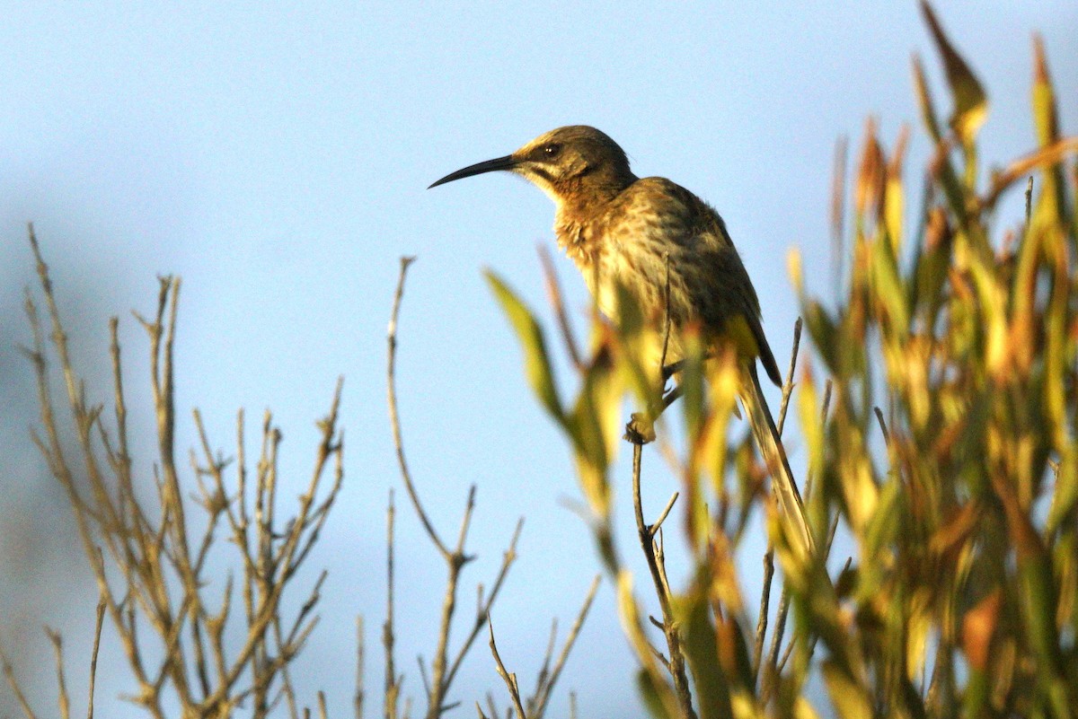 Cape Sugarbird - Mike Pennington