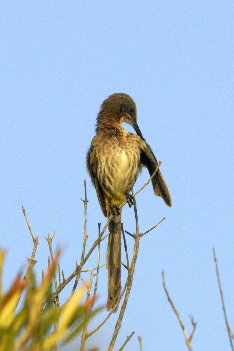 Cape Sugarbird - Mike Pennington