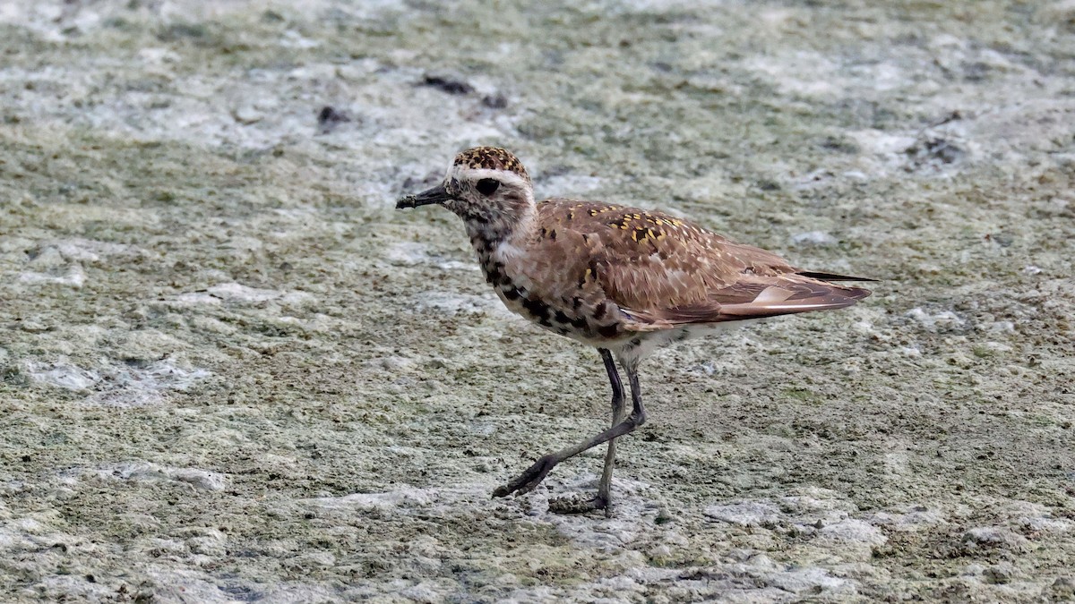 American Golden-Plover - Curtis McCamy