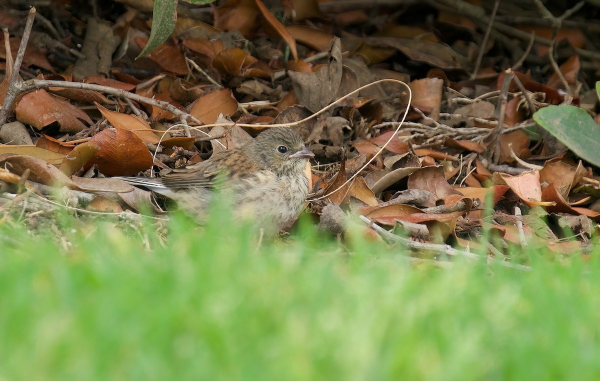 Dark-eyed Junco (Oregon) - Jane Mygatt