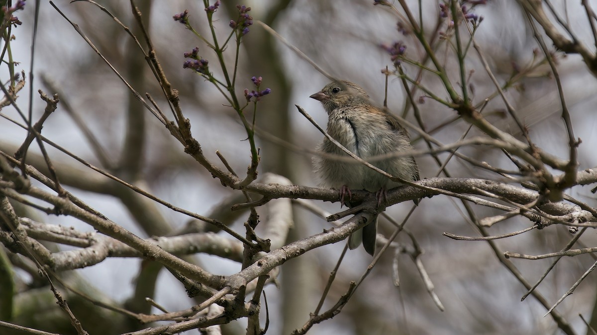 Dark-eyed Junco (Oregon) - Jane Mygatt