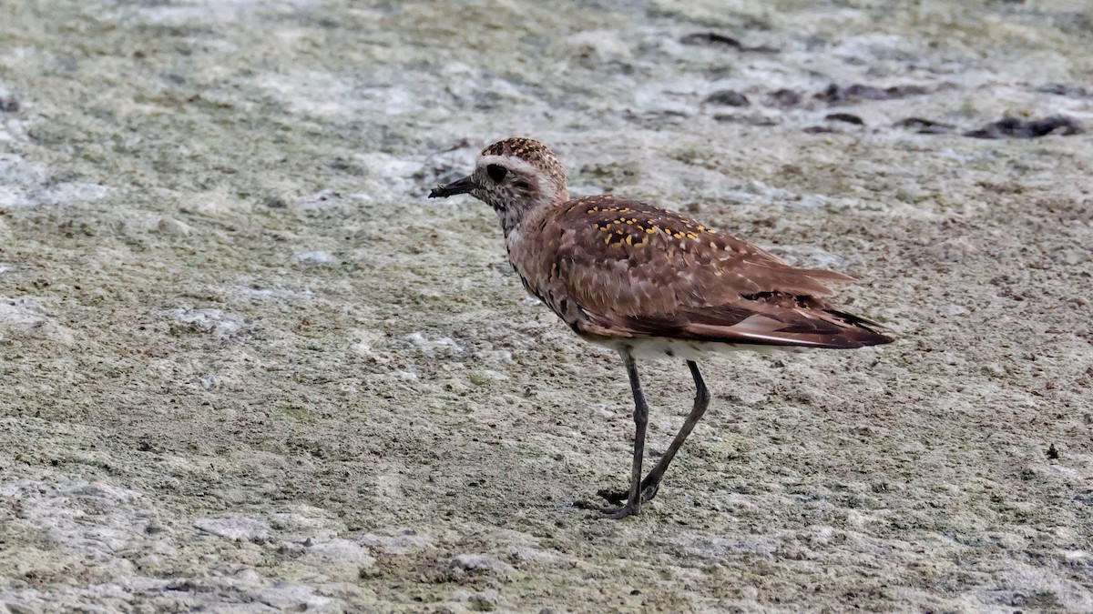 American Golden-Plover - Curtis McCamy