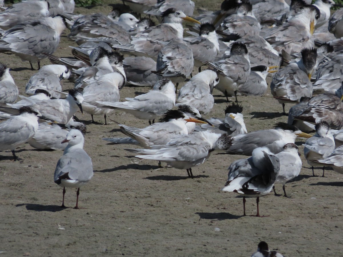 Elegant Tern - Hernus Langeveldt