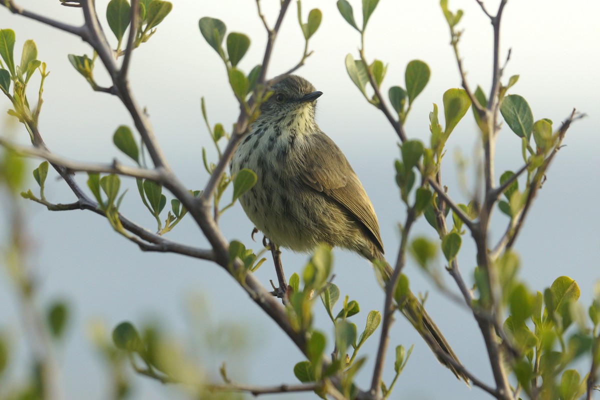 Karoo Prinia - Mike Pennington