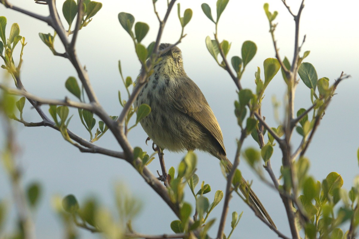 Karoo Prinia - Mike Pennington