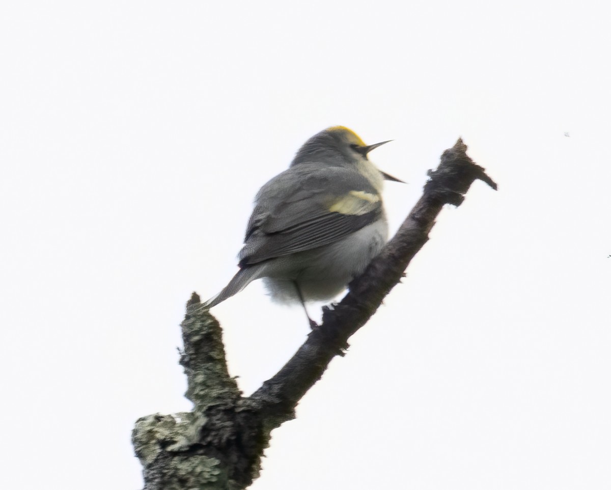 Golden-winged Warbler - Nick Winograd