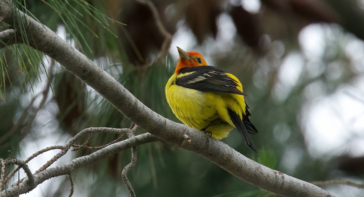 Western Tanager - Jane Mygatt