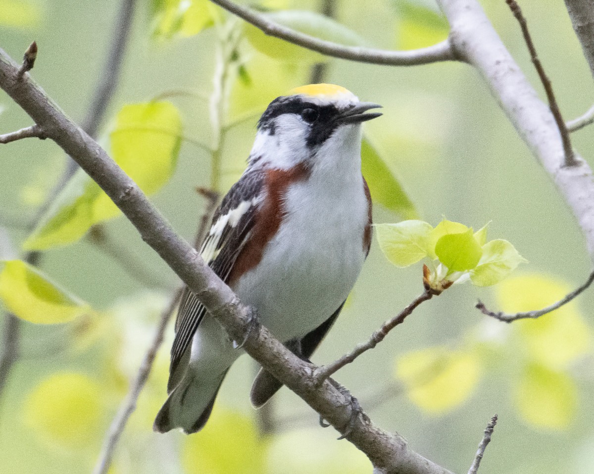 Chestnut-sided Warbler - Nick Winograd