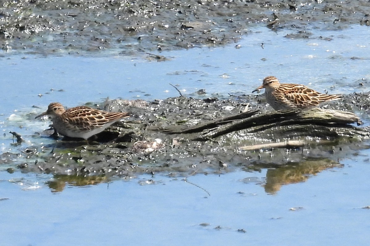 Pectoral Sandpiper - Nancy Buis